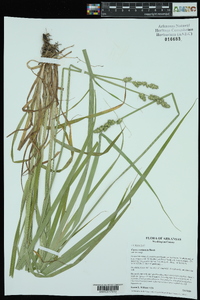 Carex conjuncta image