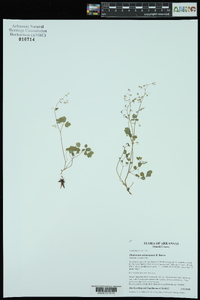 Thalictrum arkansanum image