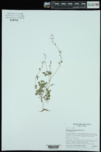 Thalictrum arkansanum image