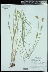 Carex scoparia var. scoparia image