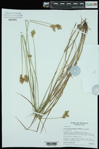 Carex scoparia var. scoparia image