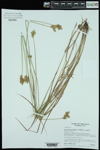 Carex scoparia var. scoparia image