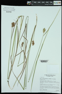 Carex scoparia var. scoparia image