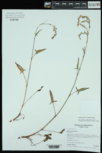 Rumex hastatulus image