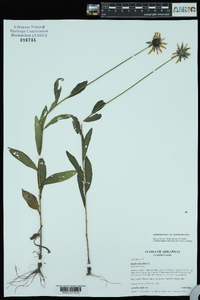 Rudbeckia hirta var. pulcherrima image