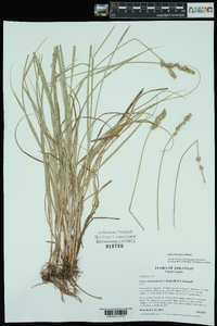 Carex triangularis image