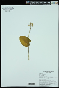 Malaxis unifolia image