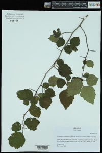 Crataegus pruinosa image