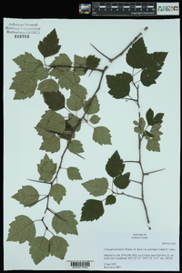 Crataegus pruinosa image