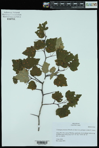 Crataegus pruinosa image