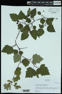 Crataegus pruinosa image