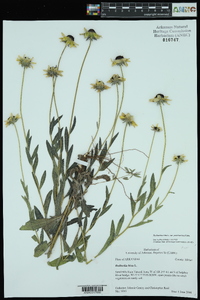 Rudbeckia hirta var. pulcherrima image