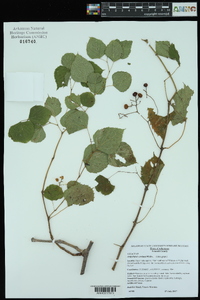 Ampelopsis cordata image