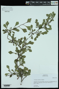 Crataegus spathulata image