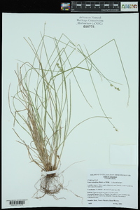 Carex retroflexa image