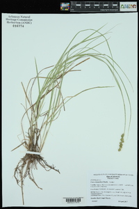 Carex triangularis image