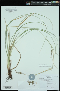 Carex cherokeensis image