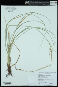 Carex cherokeensis image