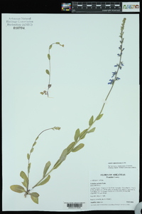 Lobelia appendiculata image