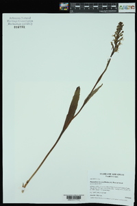 Platanthera lacera image