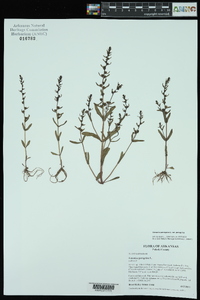 Veronica peregrina var. peregrina image