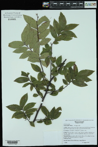 Ulmus alata image