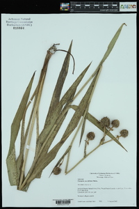 Eryngium yuccifolium image