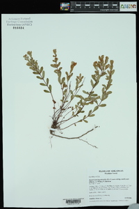 Hypericum hypericoides subsp. multicaule image