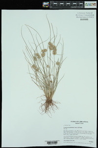 Cyperus acuminatus image