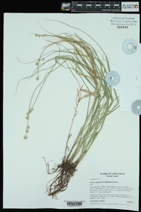 Carex reniformis image