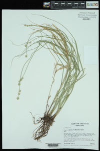 Carex reniformis image