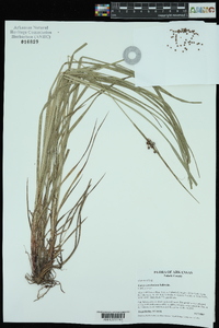 Carex caroliniana image