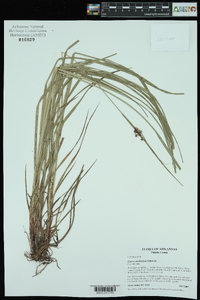 Carex caroliniana image