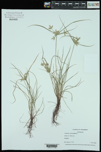 Cyperus compressus image