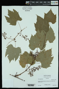 Vitis riparia image