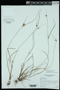 Scleria ciliata image