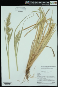 Echinochloa muricata var. muricata image