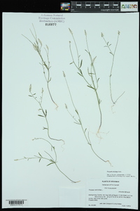 Polygala ambigua image