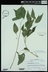 Dicliptera brachiata image