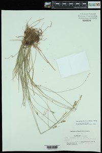 Carex texensis image