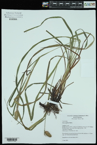 Carex typhina image