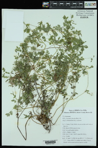 Corydalis flavula image