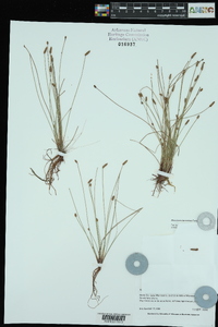 Eleocharis lanceolata image