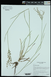 Juncus biflorus image