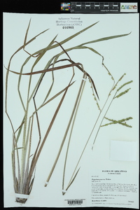 Paspalum praecox image