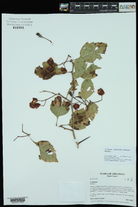 Crataegus calpodendron image