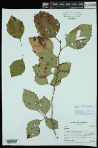 Crataegus calpodendron image