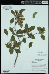 Crataegus viridis image