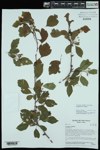 Crataegus viridis var. nitens image