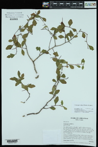 Crataegus opaca image